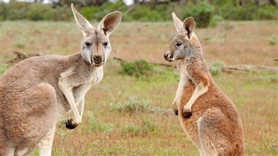 قطيع كنغر يغزو ملعب جولف في أستراليا ويقضي على عشب الأرضية (فيديو)