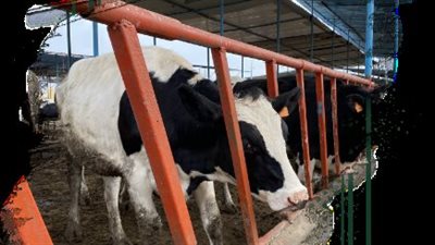 عقوبة قتل المواشي لأغراض انتقامية في القانون 