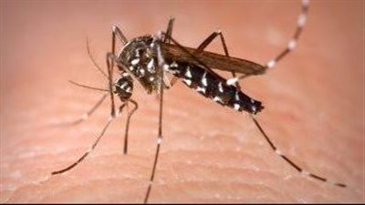 هل تسبب حمي الضنك الموت؟