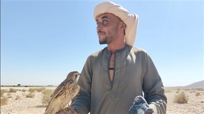 الكنز الطائر، بدو يكشفون طريقة اصطياد الصقور، 500 ألف جنيه أقل سعر والعرب يفضلون 