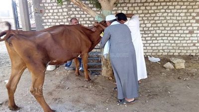 تحصين 25 ألف رأس ماشية مرض طاعون المجترات الصغيرة ببني سويف