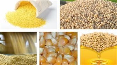 أسعار الأعلاف والحبوب تواصل الارتفاع بالأسواق، الذرة تقفز 800 جنيه والقمح 1000