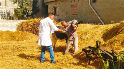 علاج وتحصين أكثر من 98 ألف رأس ماشية بالبحيرة (صور)