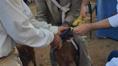 محافظ المنيا: 