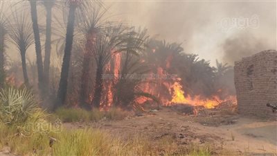 اندلاع حريق بمزرعة نخيل في الوادي الجديد 