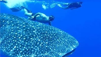 ظهور جديد للقرش الحوتي 