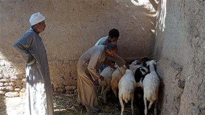 بيطري الأقصر: تحصين 12282 حيوانا ضد مرض طاعون المجترات 