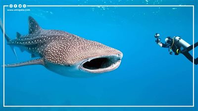 بعد ظهوره في الغردقة.. 10 معلومات عن القرش الحوتي 