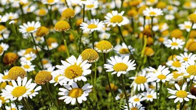 فوائد البابونج، يساعد على الاسترخاء وعلاج الأرق ويحمي من السرطان ويخفض سكر الدم