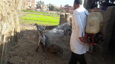 قافلة بيطرية مجانية بقرية تل محمد في الشرقية 