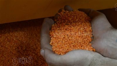 سعر كيلو العدس، أسعار العدس اليوم الخميس 7-12-2023 في الأسواق