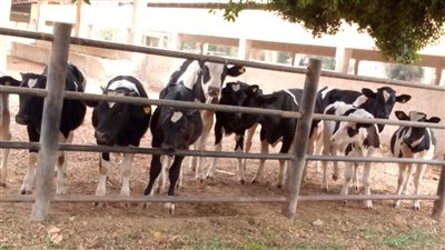 طرح تأجير 3 محطات لمشروع الثروة الحيوانية بأسيوط في المزاد العلني