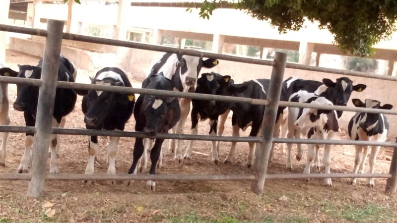مشروع الثروة الحيوانية