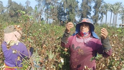 زراعة الدقهلية تشهد ثاني مزاد للقطن من صنف جيزة 94 طويل التيلة في التعاون 