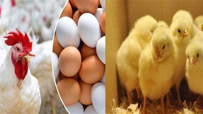 ارتفاع أسعار الأعلاف يهدد المبادرة الحكومية، ومطالب بمراجعة سعر الدواجن والبيض