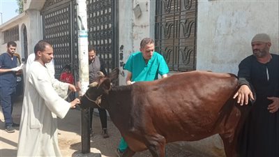 الطب البيطرى بسوهاج تناظر 210 حالات مجانا برديس بمركز البلينا 