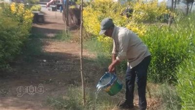 زراعة 84 شجرة مثمرة وأخرى للزينة بالطريق الدائري بمركز مطاي بالمنيا