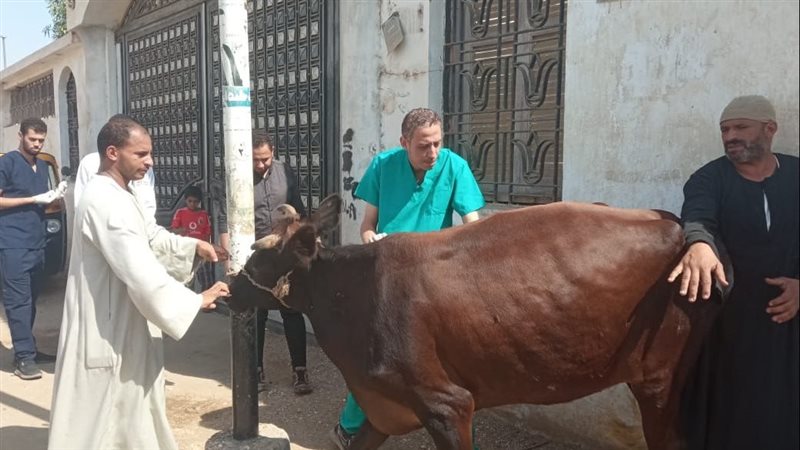 الطب البيطرى بسوهاج