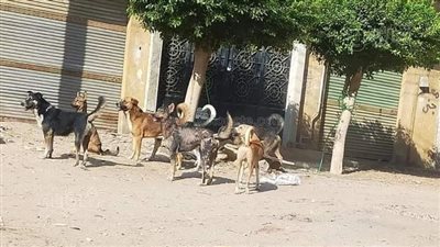الكلاب الضالة تهاجم سكان طنطا، والأهالي: 