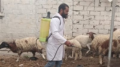 ضبط طن لحوم فاسدة بحملات لقوافل بيطرية بالقرى المحرومة بالبحيرة 