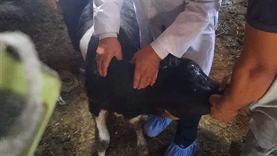 رش 1250 رأس ماشية ضد الطفيليات بقافلة في البحيرة 