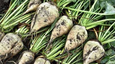  زراعة 27 ألف فدان بنجر بالموسم الجديد في البحيرة