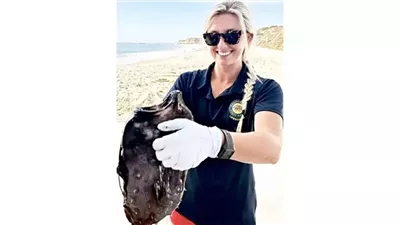 اكتشاف سمكة نادرة على شاطئ في أمريكا