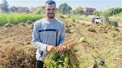 فرحة كبيرة بموسم حصاد الفول السوداني بالمنيا، والمزارعون: السنة دي كلها خير