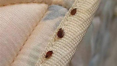 قرارات جديدة من السياحة لمنع تفشي ظاهرة انتشار بق الفراش بالفنادق 