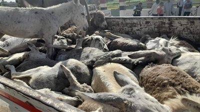 ضبط سيارة تحمل 29 حمارًا مذبوحًا في سوهاج (صور)