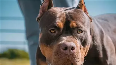 توقيع أطول عقوبة على مواطن أمريكي بسبب إساءة معاملة الحيوانات 