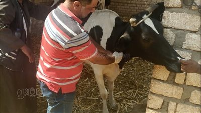 قوافل علاجية بيطرية وإرشادية مجانية لمعهد بحوث التناسليات الحيوانية فى أسوان