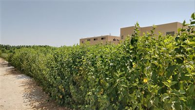 لإنتاج الحرير، زراعة 20 فدانا من التوت المتقزم لتربية ديدان القز بقنا (فيديو)