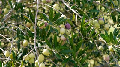 توقعات بارتفاع إنتاجية مصر من زيتون المائدة وسعر الزيت يتخطى النفط في الأسواق العالمية