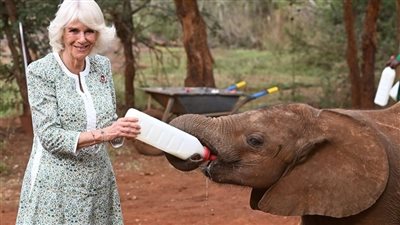  شاهد، الملكة كاميلا تطعم الأفيال اليتيمة وترقص في كينيا (فيديو)