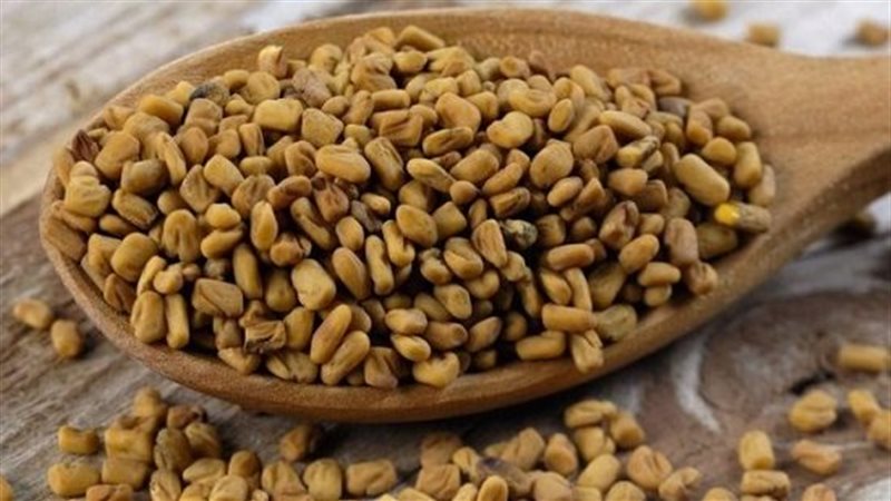 الحلبة وفوائدها،