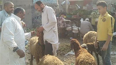 علاج 24 ألف رأس ماشية بقوافل بيطرية بالبحيرة 