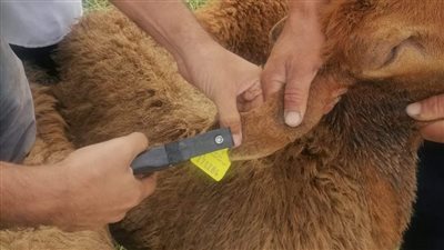 بيطرى البحيرة: علاج أكثر من 24 ألف رأس ماشية بمختلف التخصصات (صور)