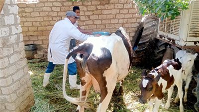 اليوم، إطلاق قافلة علاجية وإرشادية لتحصين الماشية في الجيزة