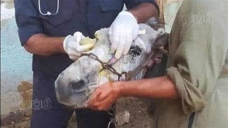 قوافل بيطرية بالمنيا،