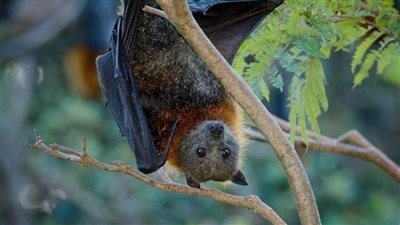 خطر أمراض الحيوانات يهدد بمزيد من الإصابات للبشر