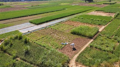 الزراعة تكشف تأثير تراجع درجات الحرارة على المحاصيل وأشجار الفاكهة 