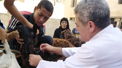 قافلة بيطرية مجانية بقرية الهياتم بالغربية