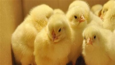 تجارية الجيزة: زيادة الطلب السبب في ارتفاع سعر الكتكوت