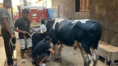 أهالي عروس بنها يذبحون عجلا بعد تنفيذ حكم الإعدام على القاتل