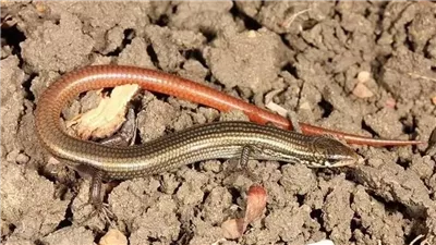 البحث عن سحلية اختفت منذ 42 عاما