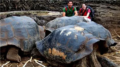 دراسة علمية: السلاحف العملاقة مهددة بالانقراض بسبب البلاستيك