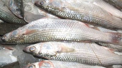 أسعار الأسماك اليوم، 65 جنيهًا أقل سعر لكيلو البوري في سوق العبور 