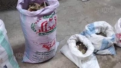 أخبار الحوادث اليوم: مصير كنز 