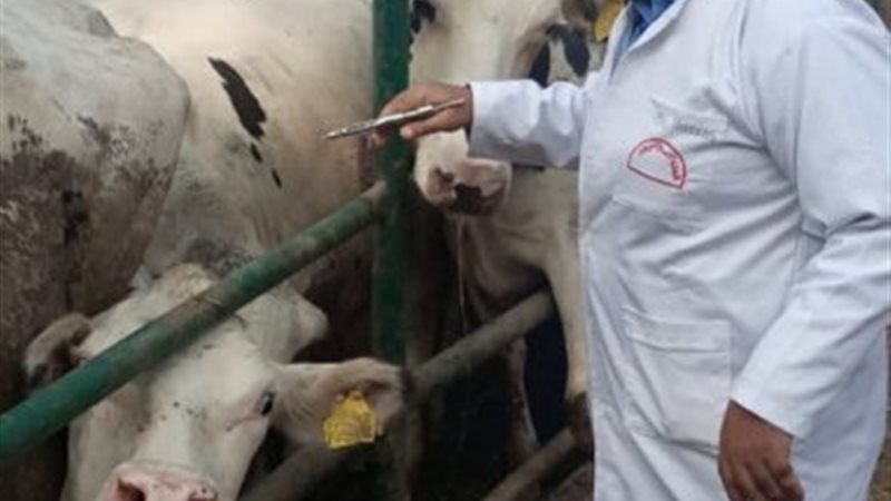 فحص 6113 رأس ماشية